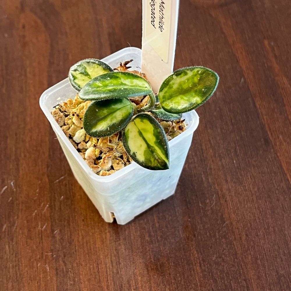Hoya Mathilde Variegated - Picture 2 of 8